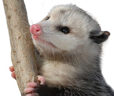 possum